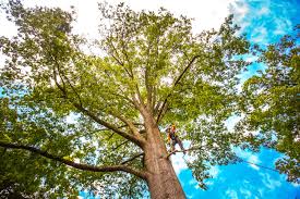 Best Fruit Tree Pruning  in Midway, UT